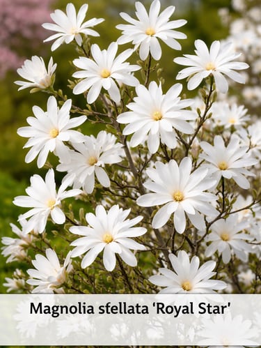 magnolia stellata arbre ornemental espaces verts lotissement Domaine du Parc Belbeuf