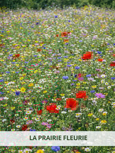 prairie fleurie biodiversite espaces verts lotissement Domaine du Parc Belbeuf