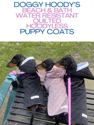 Three dachshunds in cute quilted hooded cots