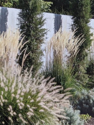 Ornamental grasses and natural planting beside a garden wall, creating movement, texture and seasona