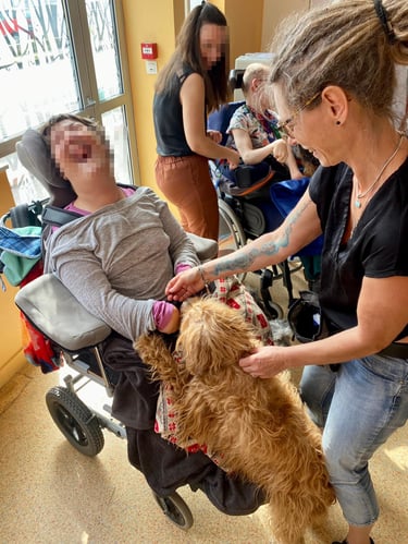 chien avec une personne en fauteuil roulant