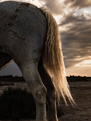 ethereal horse movement fine art photography Laura Mommicchi
