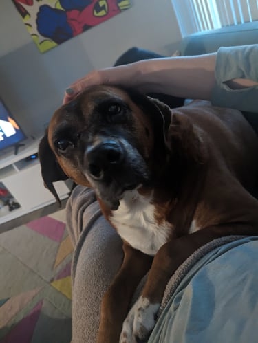 big dog loves to pretend they are a lap dog