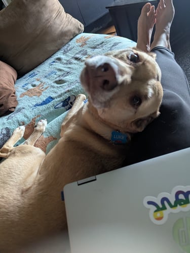 dog looking for treats