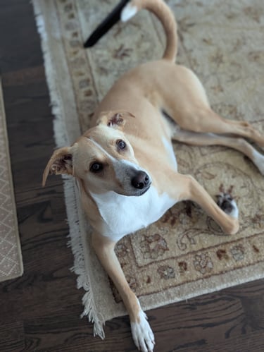 lab mix looks up at the camera after a walk