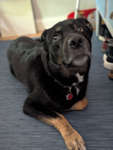 rottweiler/shepherd mix gazes up lovingly at his walker