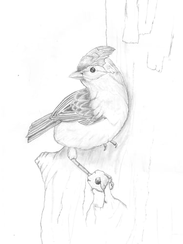 a bird sitting in a tree drawing