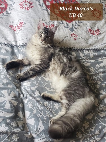 maine coon male