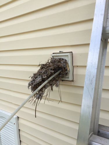 Bird nest in dryer vent located in North Fort Myers