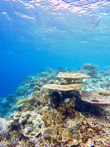 Ayada Maldives house reef snorkelling