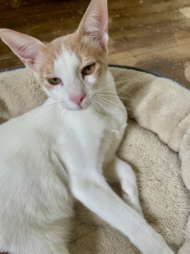 Caramello- Male Arabian Mau (born March 2025)