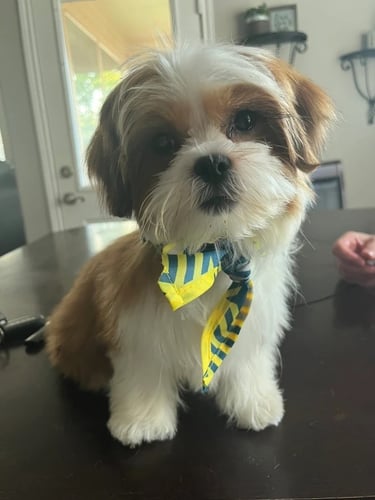 Beautiful Maltese Shih Tzu Mal-Shi Puppy Sitting On Table In Texas
