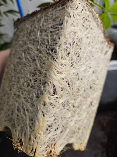 Nordic Rooter by @tenga_farms