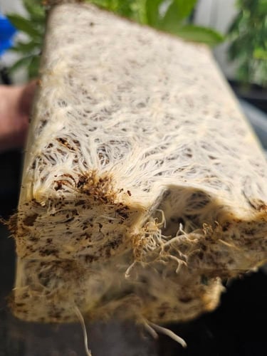 Nordic Rooter by @tenga_farms