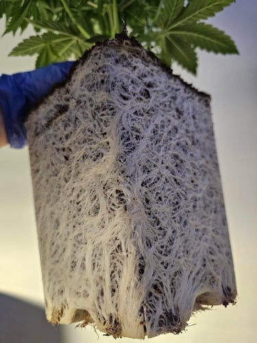 Nordic Rooter by @tenga_farms