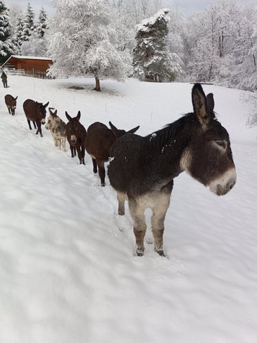 ânes dans la neige en hiver