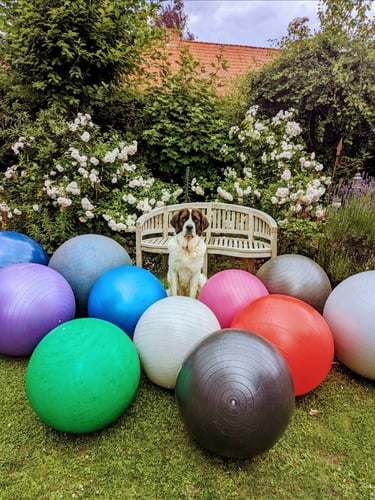 Hund mit großen Bällen Treibball
