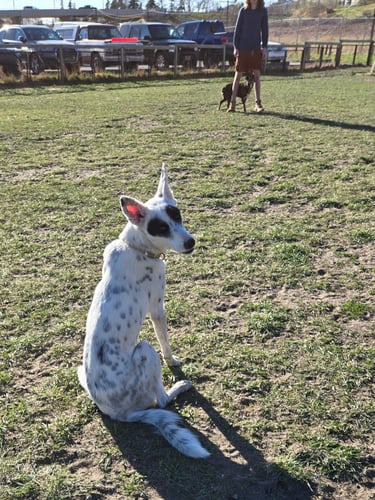 white and black dog looking back for permission to go run to trainer