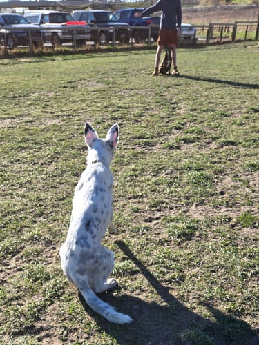 black and white dog takes off towards trainer
