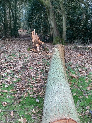 Storm damaged tree cut up and removed