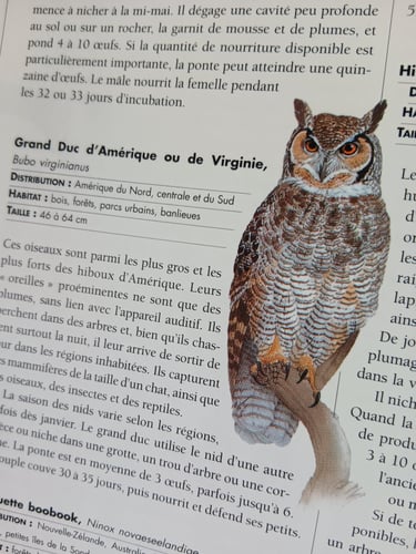 Grand duc - Le grand livre des animaux - Solar