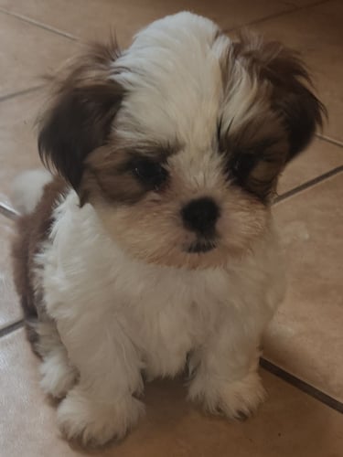 Black Brown and White Adorable Mal-Shi Puppy in Austin Texas.