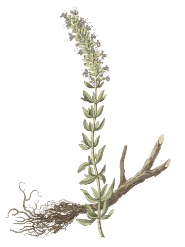 hyssop