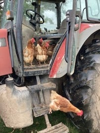 Three chooks standing in the footwell of a tractor, one jumping down from the second step