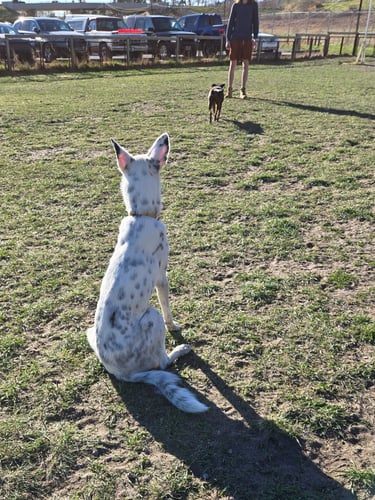 Brown dog takes off running to trainer while white and black dog waits patiently