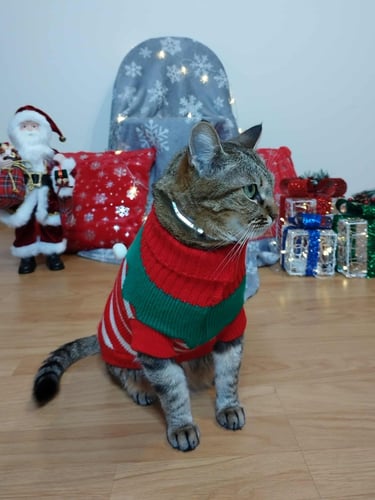 red and green Christmas elf sweater for small dogs and cats cozy winter holiday pet clothing