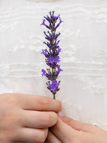 a little girl in a white dress and holding a stem of lavender
