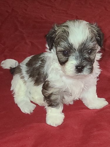 Beautiful Male Mal-Shi Puppy sitting with a red background.