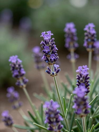 Close-up of vibrant purple lavender blossoms and green rosemary leaves in an Attica garden, soft natural background