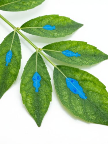 Crisp high-key studio photograph of green plant leaves under a microscope, vibrant electric blue chemical tracer highlighting cellular pathways, clean white background, ultra-sharp focus.