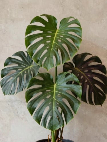 A dramatic portrait of a massive split-leaf monstera deliciosa against a warm ivory concrete wall in a minimalist luxury office lobby, soft indirect natural light, editorial interior photography, medium format.