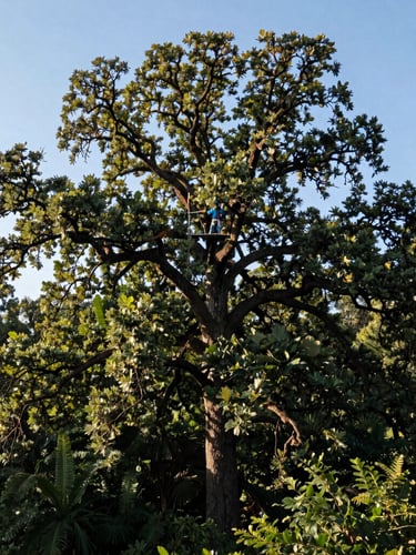 Wide environmental shot of a certified arborist high in the canopy of a majestic mature oak tree, crisp morning sunlight, deep forest greens, portrait aspect, high-contrast editorial photography