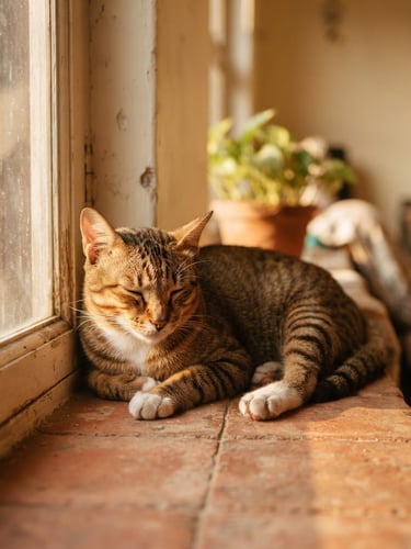 Warm editorial portrait of a healthy native Indian indie cat resting on a terracotta tiled windowsill, soft golden-hour window light, shallow depth of field, 35mm