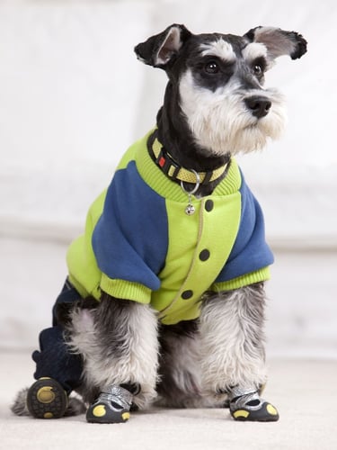 Un Schnauzer miniatura con una chaqueta verde y azul para perros y botas protectoras para mascotas