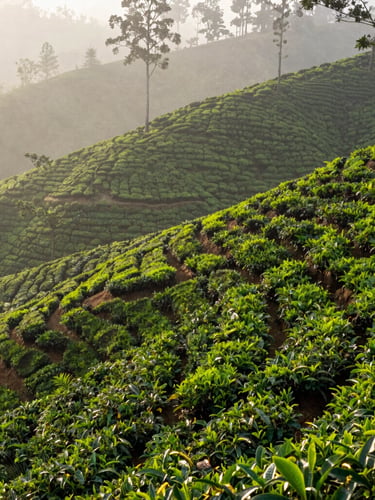 High-angle editorial corporate photography of misty highland tea plantation in Sri Lanka, deep forest greens, soft natural morning light, 35mm lens