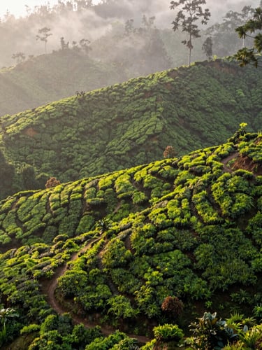High-angle editorial corporate photography, misty Sri Lankan tea plantation, deep forest greens, soft natural morning light, 35mm lens