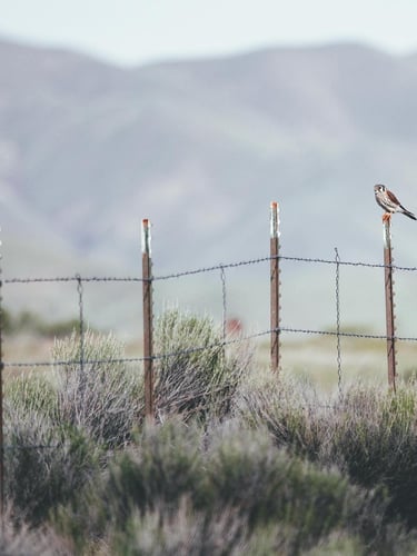 Wire fence in rural landscape