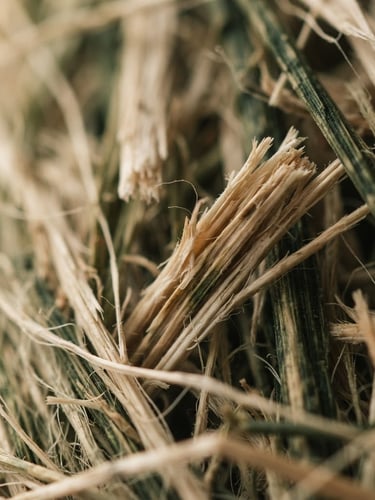 Extreme macro shot of raw bamboo fibers, warm diffused side-lighting, muted silk cream and deep forest green tones, focusing on texture and material integrity, low depth of field.