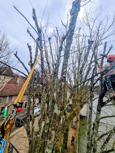 Taille courte sur platane