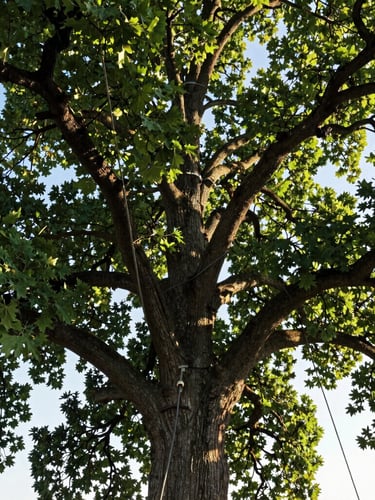 Low-angle shot looking up into a massive mature oak tree in Boise, crisp morning light filtering through deep green leaves, clean rigging ropes visible in the branches, 35mm.