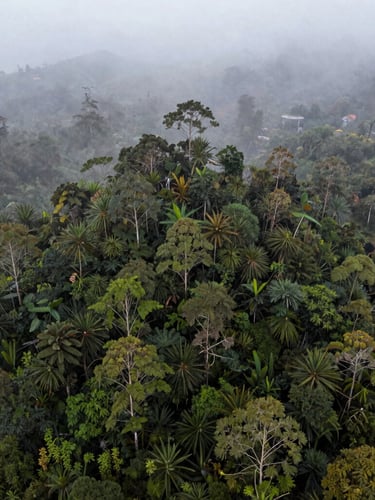 Vista aérea de un proyecto de restauración forestal en los Andes colombianos, neblina matutina, luz natural difusa, enfoque en la densidad del follaje verde.