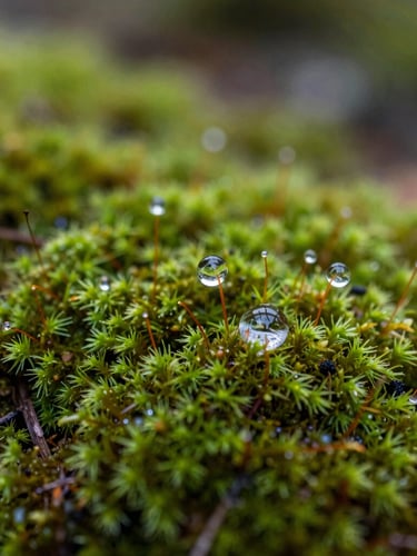 Extreme close-up of soft green moss with delicate water droplets, soft natural light, macro texture