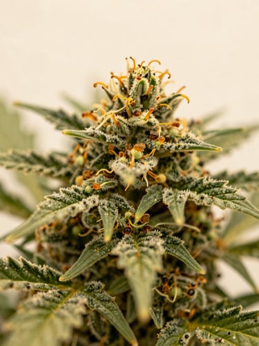 Macro editorial photography of pristine cannabis flower showing rich trichomes and amber pistils, soft natural morning light, shallow depth of field, warm cream background