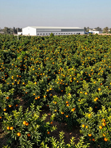 Aerial view of lush green Kinnow citrus orchards stretching to the horizon under clear daylight, with a modern factory building visible in the mid-ground, Sargodha valley, sharp focus.