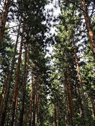 Wide vertical shot of a dense pine forest canopy with dramatic dappled sunlight filtering through mature timber, natural overcast daylight, rich green and lichen gray tones.