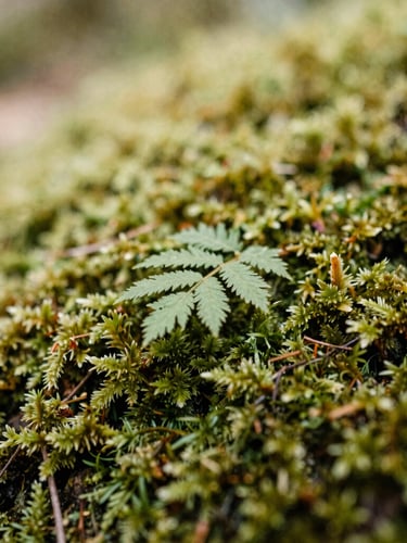 Macro close-up of soft green moss and delicate forest leaves, diffused natural daylight, shallow depth of field